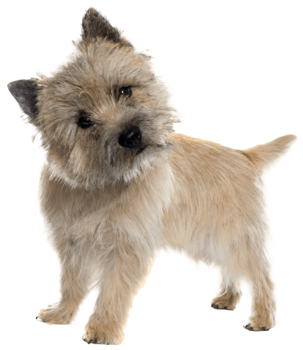 Cairn terrier