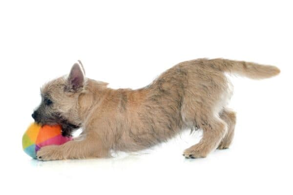 Cairn terrier