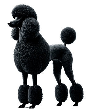 Caniche Estándar: Elegancia, Inteligencia y Versatilidad en un Solo Perro