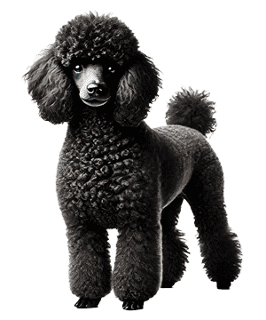 Caniche Miniatura: El Elegante y Versátil Perro de Compañía