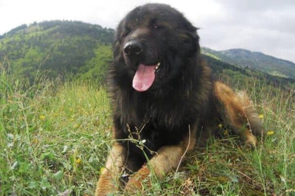 Cão da Serra da Estrela