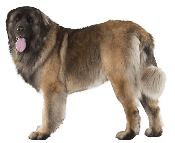 Cão da Serra da Estrela