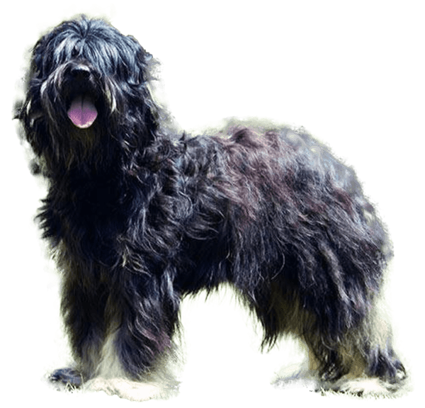 Cão da Serra de Aires