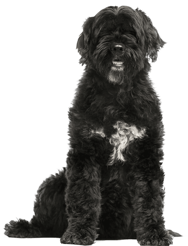 Cão de água português