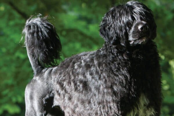 Cão de água português