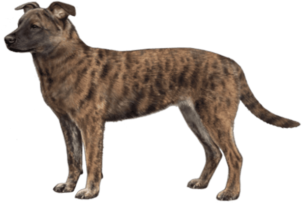 Cão de Fila de São Miguel