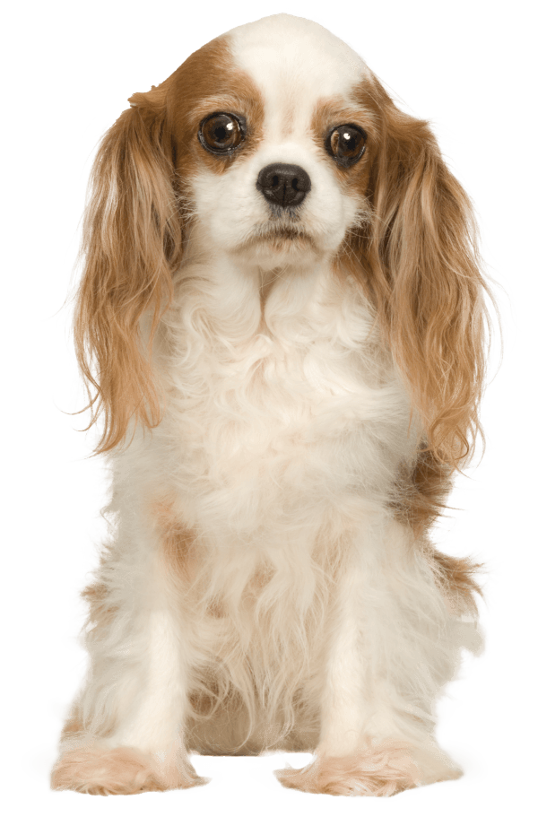 Cavalier King Charles spaniel