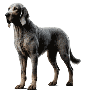 Chien-gris: El Perro Gris de la Edad Media y su Impacto en la Caza