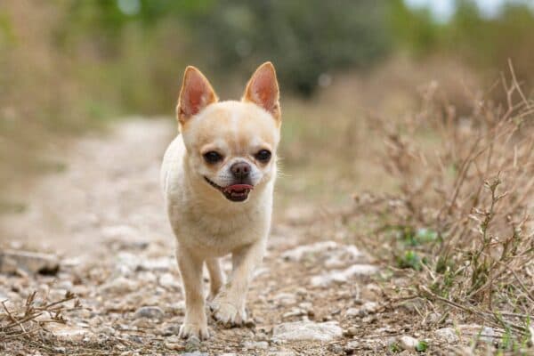 Chihuahua