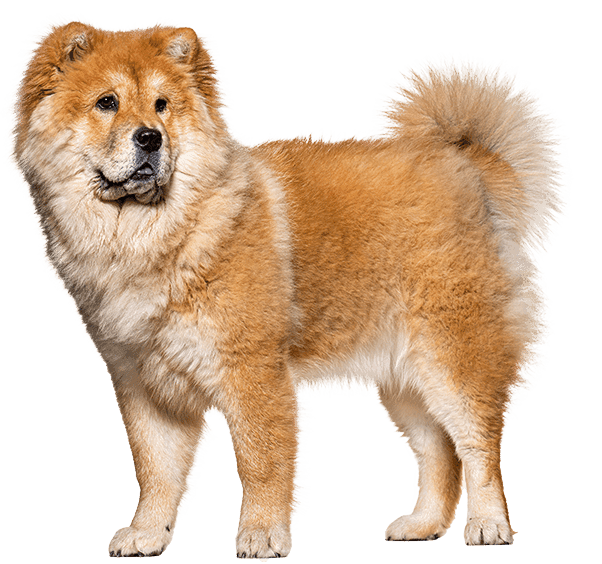 Chow chow