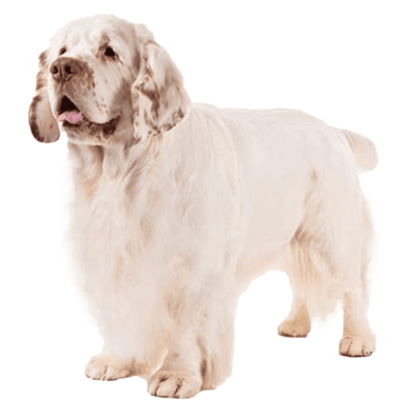 Clumber spaniel