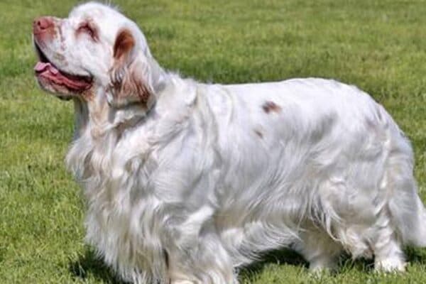 Clumber spaniel