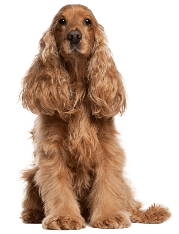 Cocker spaniel inglés