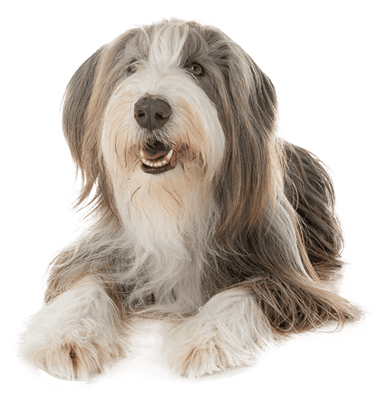 Collie barbudo