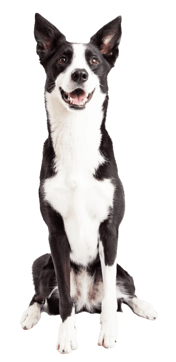 Collie de pelo corto