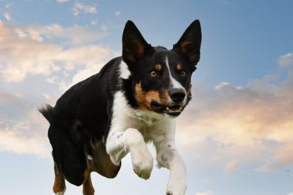Collie de pelo corto