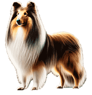 Collie de Pelo Largo: Elegancia, Inteligencia y Lealtad en un Solo Paquete