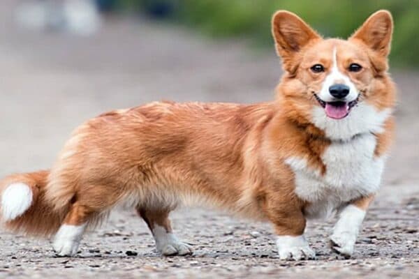Corgi galés de Cardigan