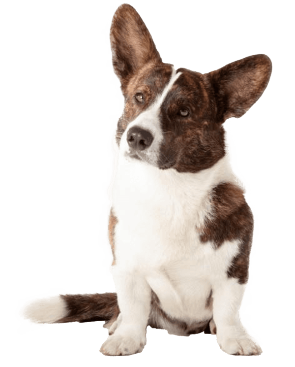 Corgi galés de Cardigan
