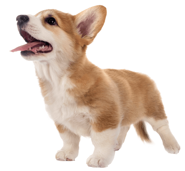 Corgi galés de Pembroke