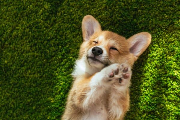 Corgi galés de Pembroke