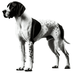 Cumberland Pointer: Un Tesoro Perdido en la Historia Canina