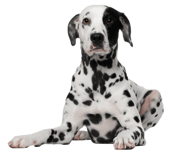 Dálmata: Una Raza de Perro Inconfundible y Fascinante
