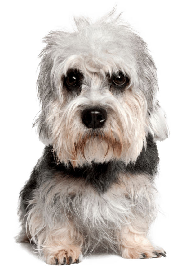 Dandie Dinmont terrier