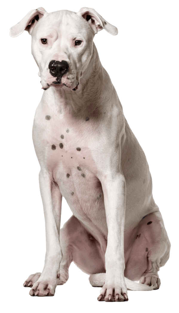 El Dogo Argentino: Un Compañero Valiente y Leal