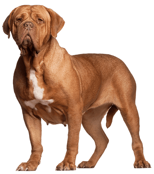 Dogo de Burdeos
