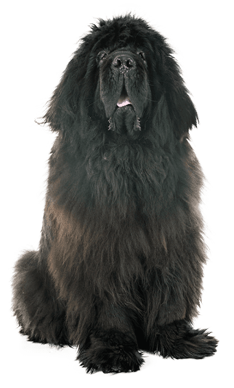 Dogo del Tíbet