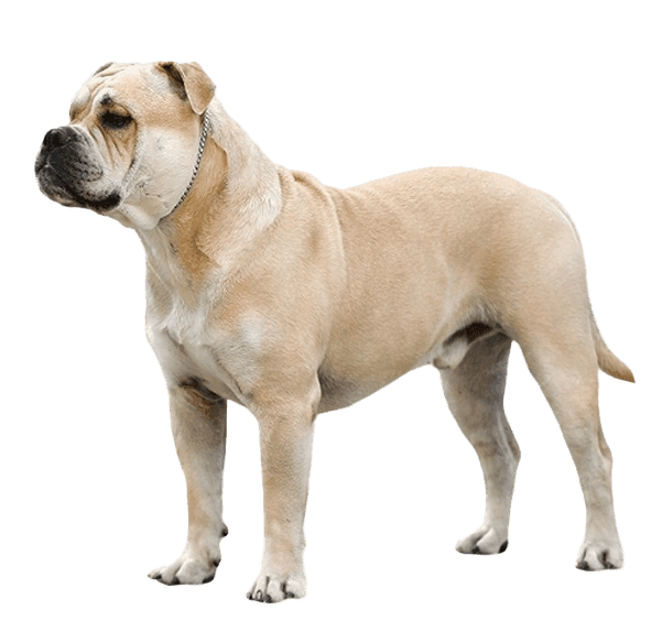 Dogo mallorquín