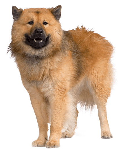 Eurasier