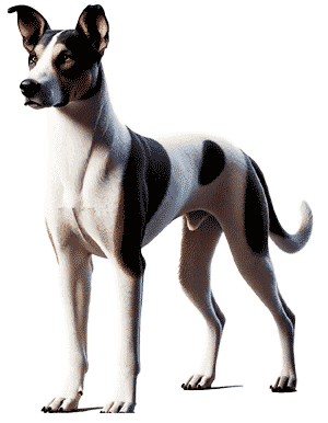Eurohound: La Raza Híbrida Ideal para el Mushing