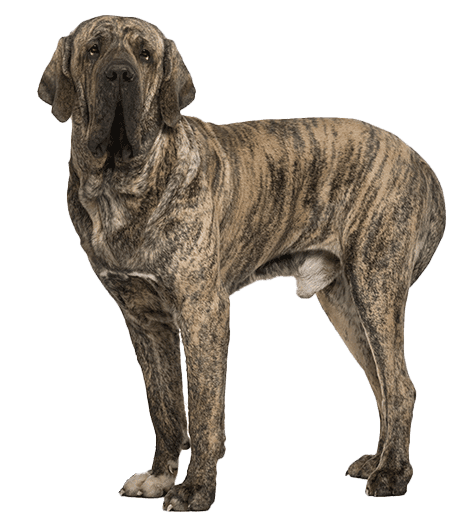 Fila brasileiro