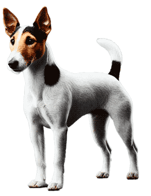 Fox Terrier Chileno: El Terrier de Chile