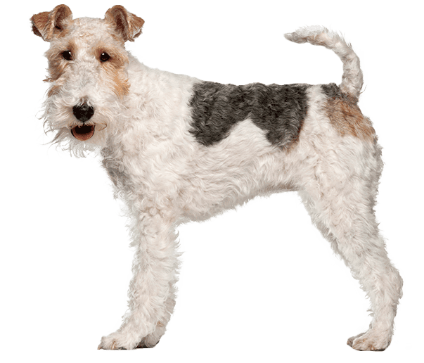 Fox terrier de pelo duro