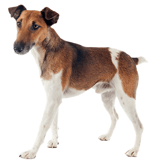 Fox terrier de pelo liso