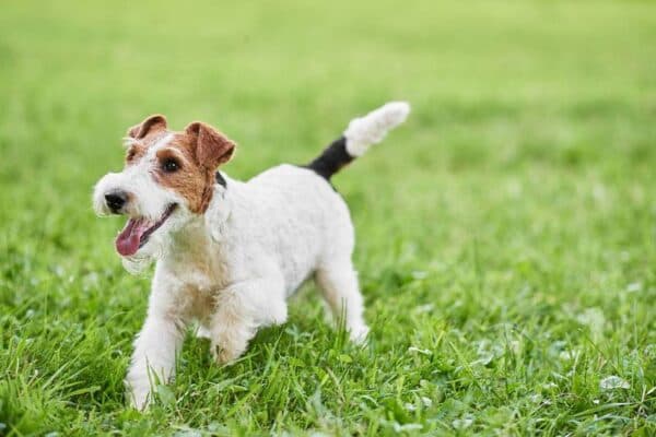 Fox terrier de pelo duro
