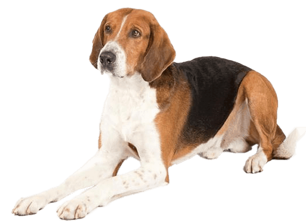 Foxhound americano