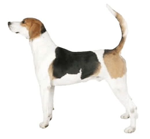 Foxhound inglés