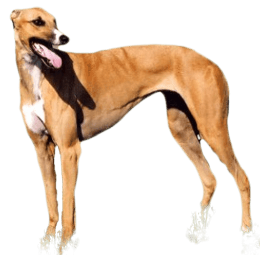 Galgo australiano