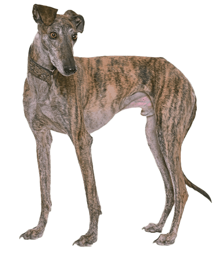 Galgo español