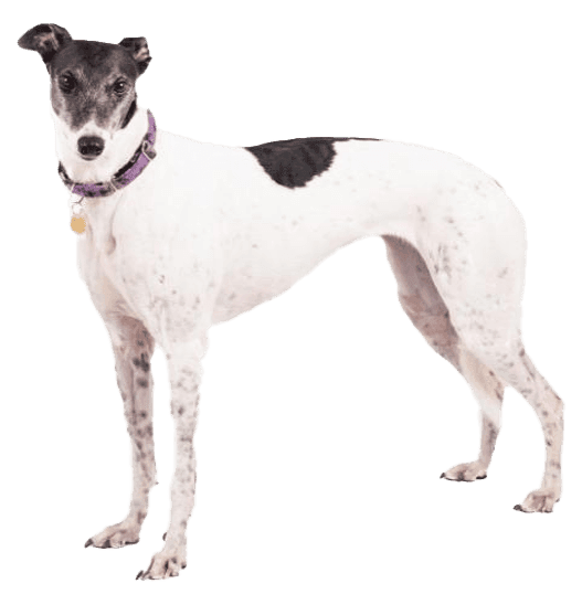 Galgo inglés