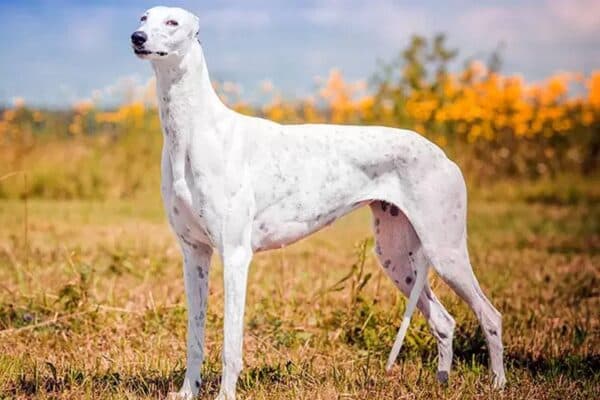 Galgo inglés