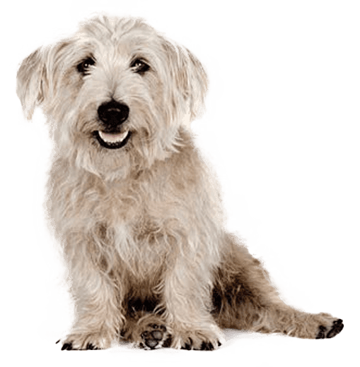 Glen of Imaal Terrier