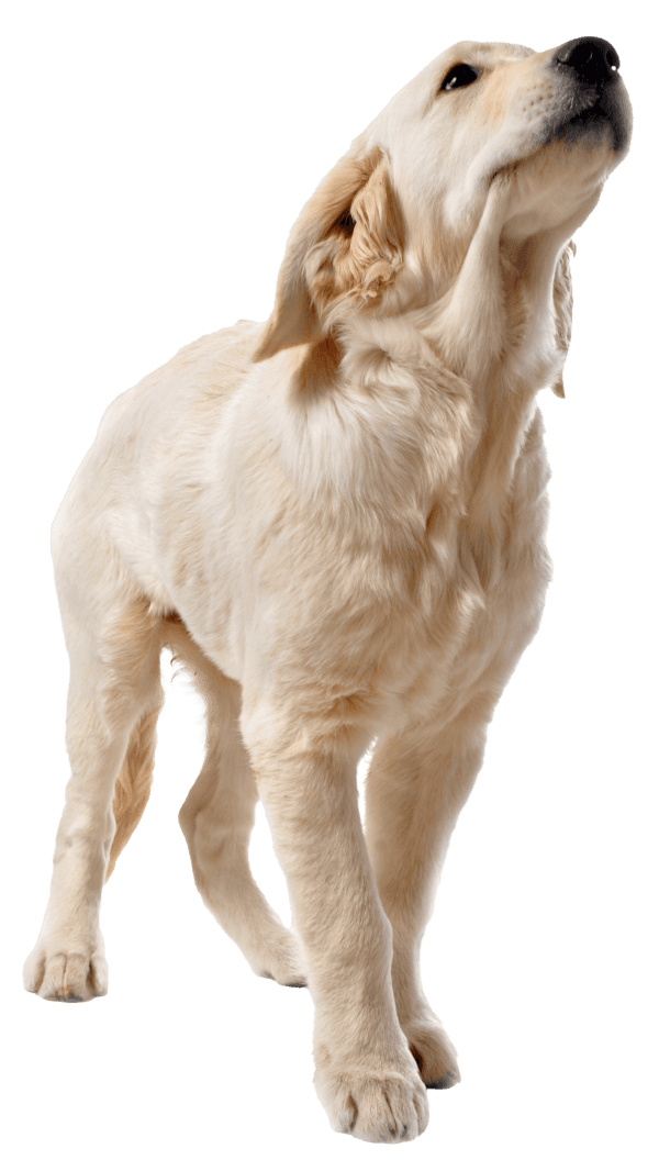 Golden Retriever: La Raza de Perro Familiar y Versátil