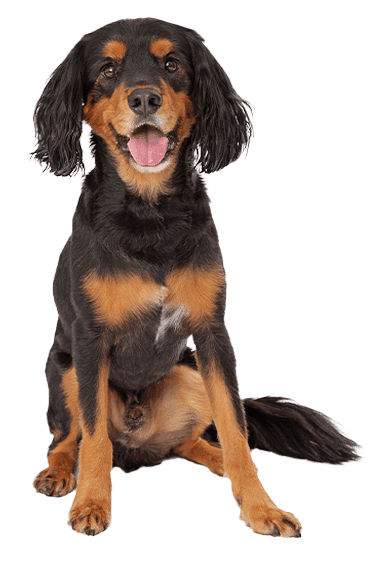 Gordon setter