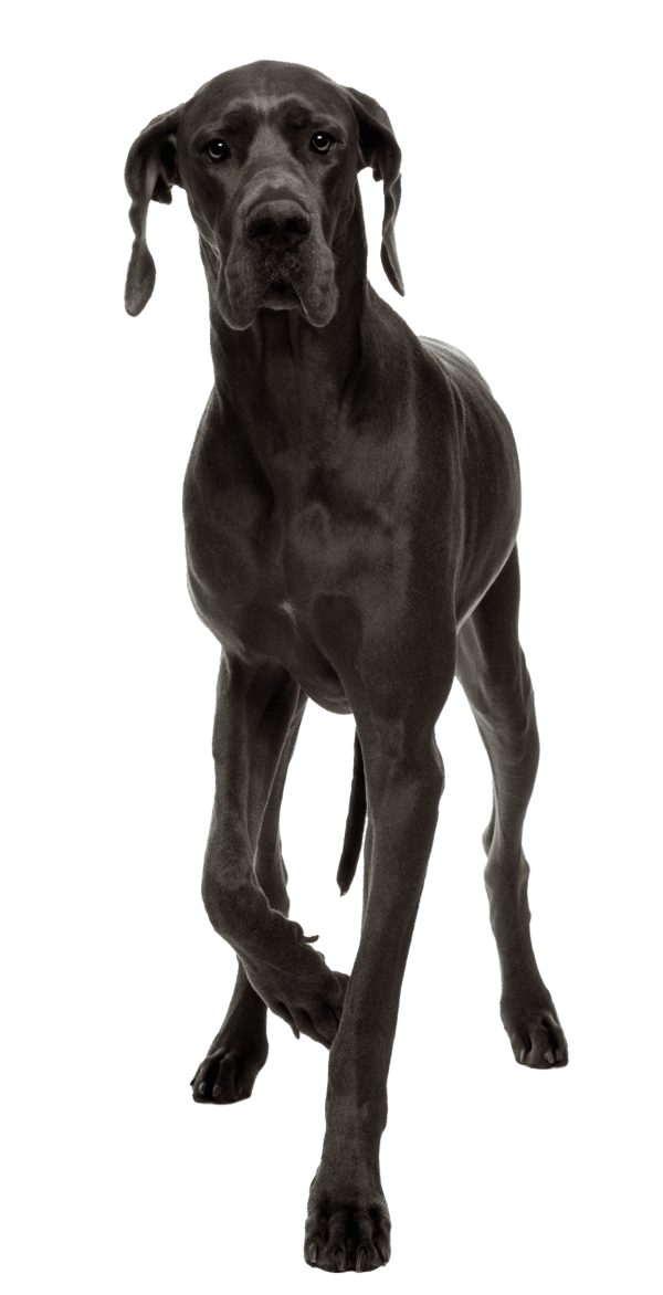 Gran Danés: El Gigante Gentil del Mundo Canino