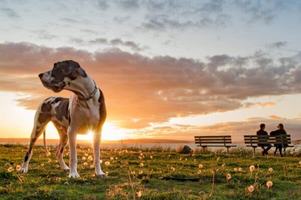 Gran Danés: El Gigante Gentil del Mundo Canino